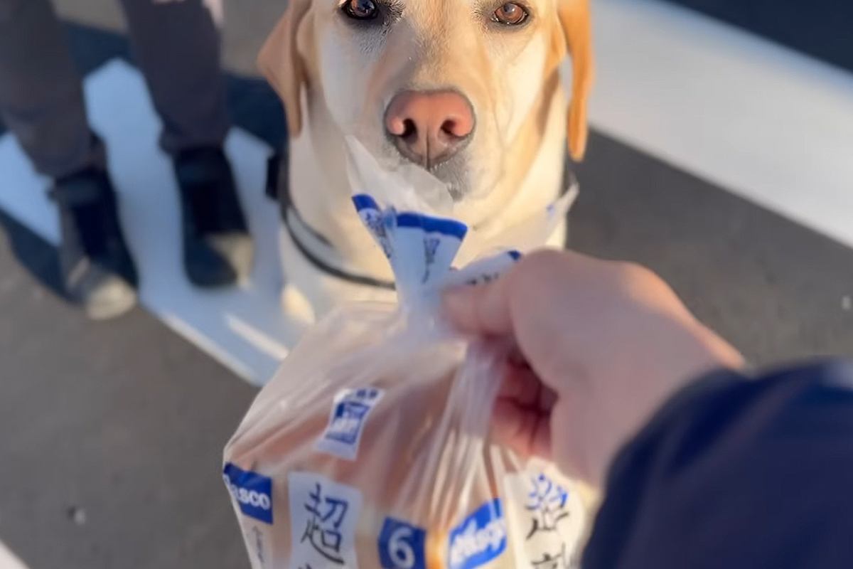 日曜の朝、夫婦が『大型犬とコンビニまでお出かけした』結果→買ったパンを差し出すと…お手伝いの様子が可愛いと反響「うちに配達してほしい」