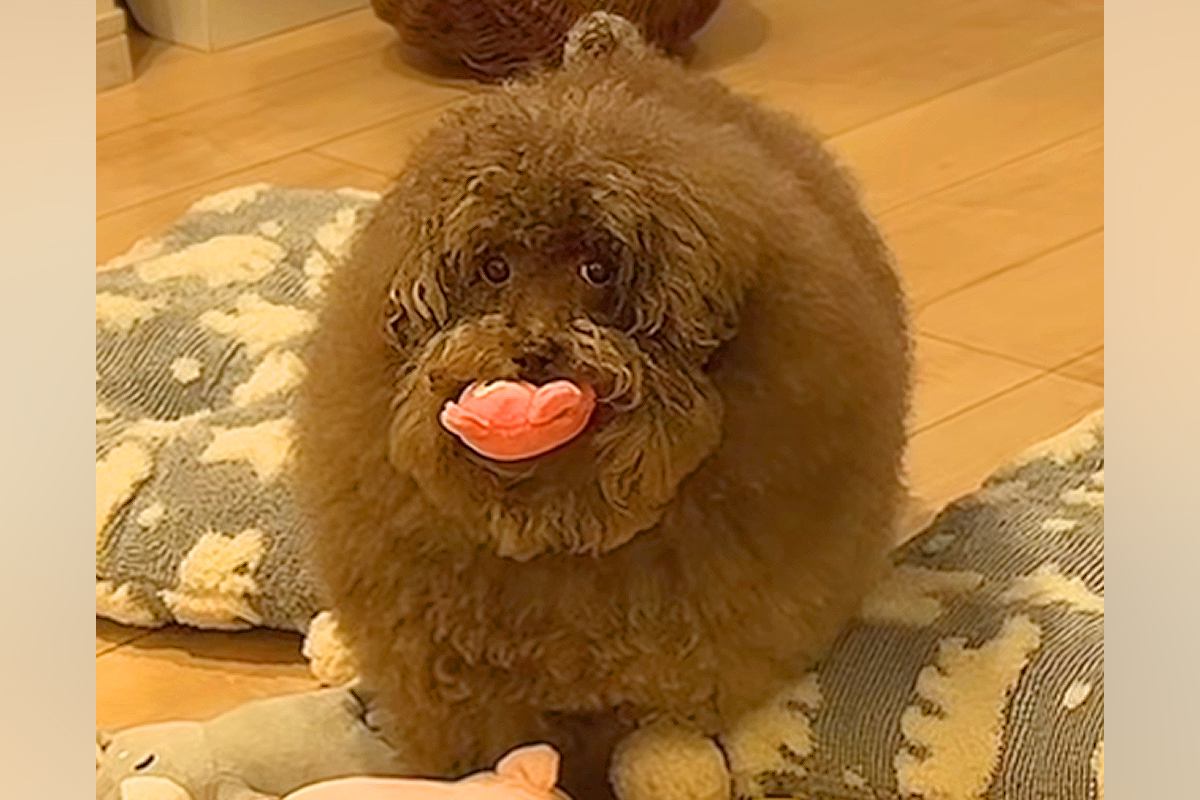 ボサボサの犬を『洗面台で洗った』結果→本当に犬…？想像超える『衝撃のビフォーアフター』が1141万再生「魔法使いｗ」「おじいちゃんで草」