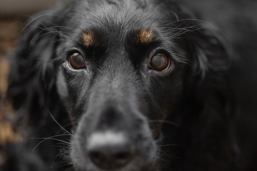 犬の眉毛やヒゲは切っても大丈夫？どういう役割があるの？