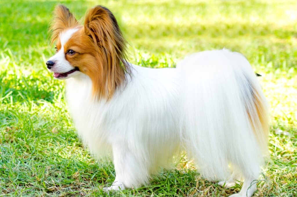 【獣医師監修】パピヨンってどんな犬種？特徴と性格や飼い方・価格相場まで解説