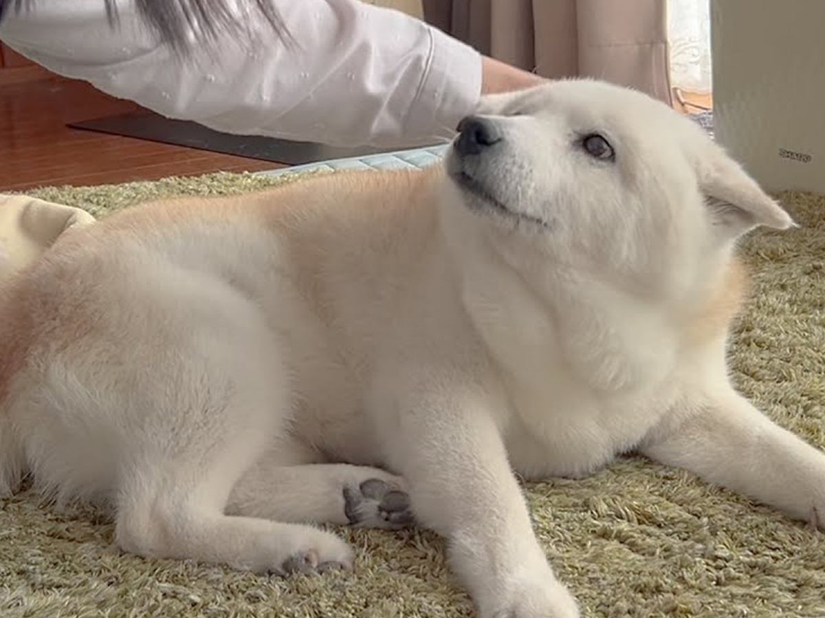 大好きなお母さんが手術に→帰宅した瞬間、犬が…嬉しさのあまり『すすり泣いてしまう光景』に感動「ほんとに健気」「家族愛だね」と26万再生