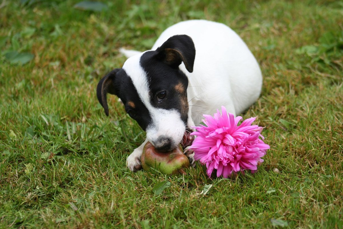 犬にとっての毒リスト！あなたは全部知っていますか？