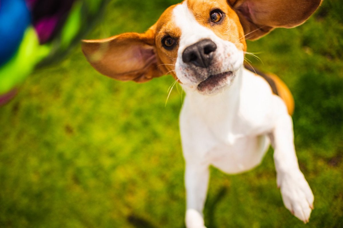 すぐに『興奮してしまう』犬種3選　落ち着かせる方法や飼い方のポイントまで