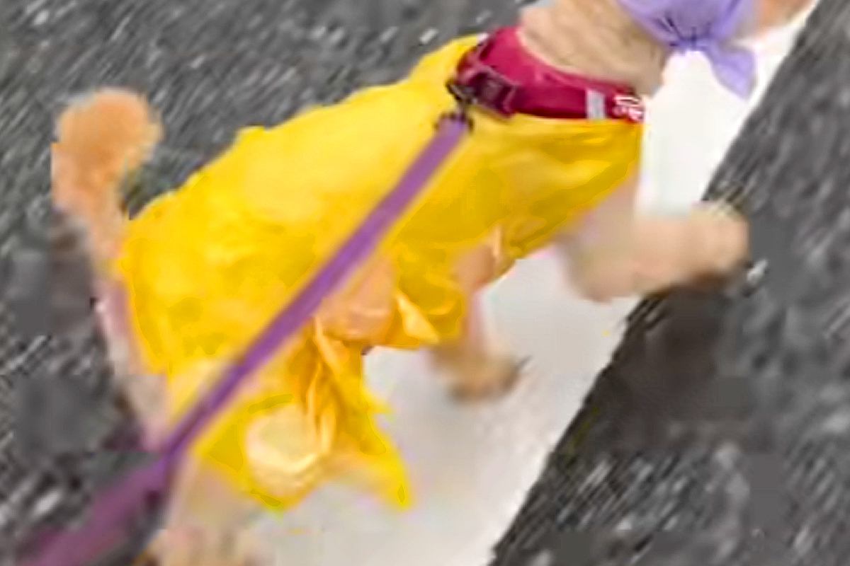雨の日、犬のカッパが無かったので『ウンチ袋とビニール袋』を被せた結果…想像以上に似合っている光景に反響「可愛い」「犬界最新ファッション」