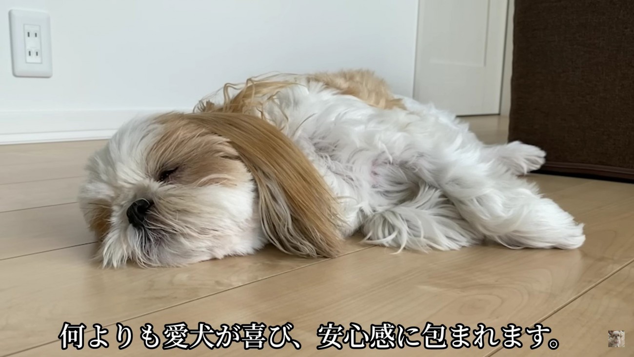 愛犬の長生きの秘訣はたくさん話しかけること！飼い主さんが実感したメリットに「勉強になりました」「実践します」という声が続々