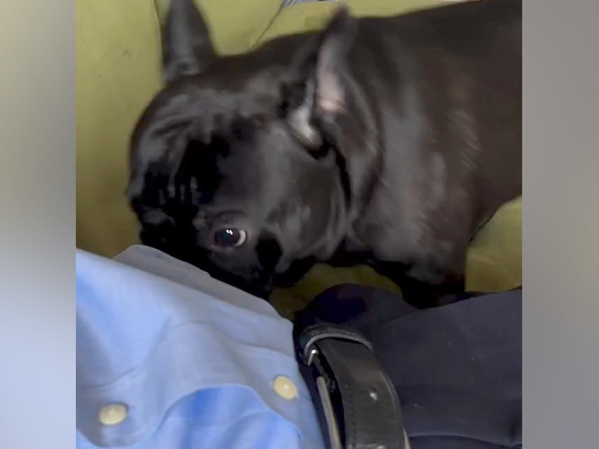 会社に行こうする男性→留守番を察した犬が近づいてきて…仕事を休みたくなる『愛おしい行動』が18万再生「抗えないｗ」「上目遣い最高」と絶賛