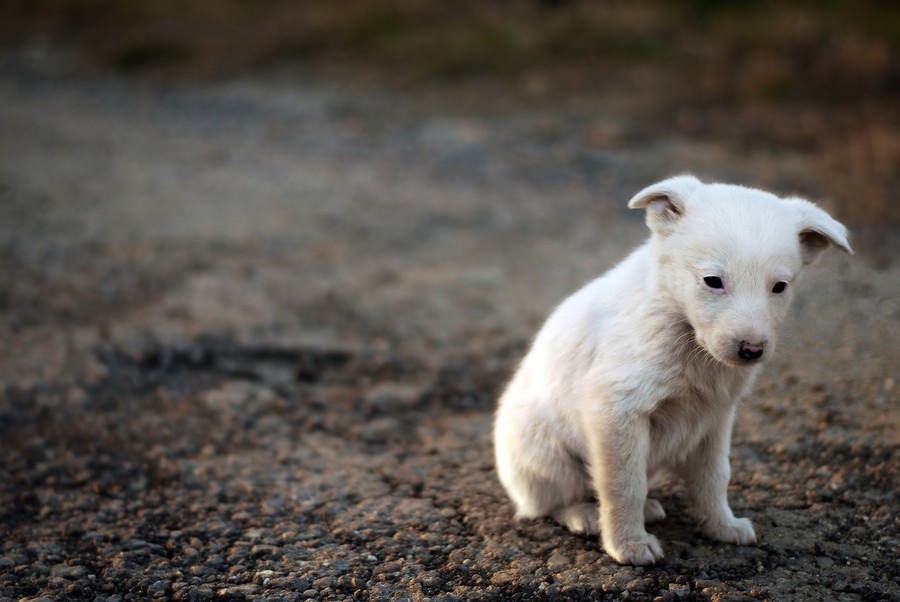 犬が悲しい表情をするときの心理５つ