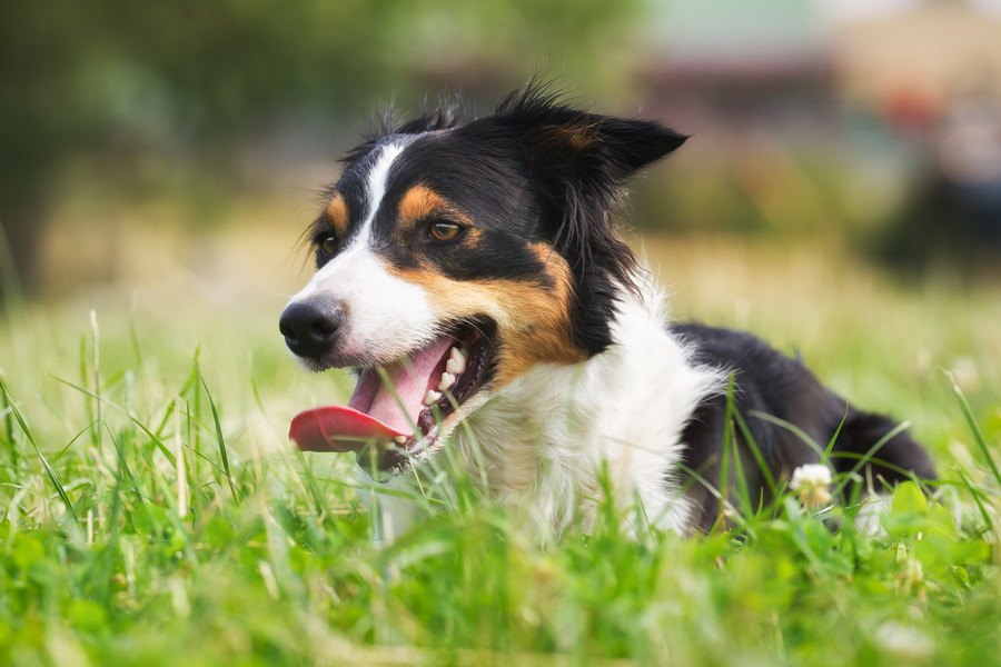 苦しいの…？犬の呼吸が荒いときに考えられる原因６つ