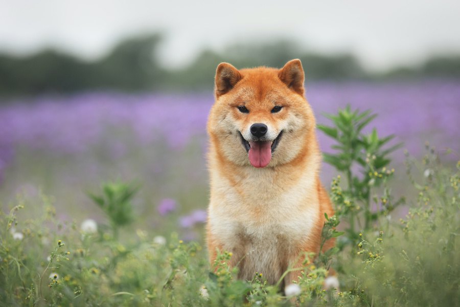 犬にとっては逆効果な『ありがた迷惑なNG行為』４選