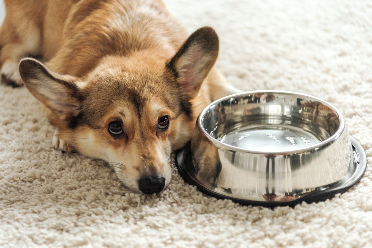 犬がお水を飲んでくれない理由　必要な水分を摂取させる方法や日々の改善点