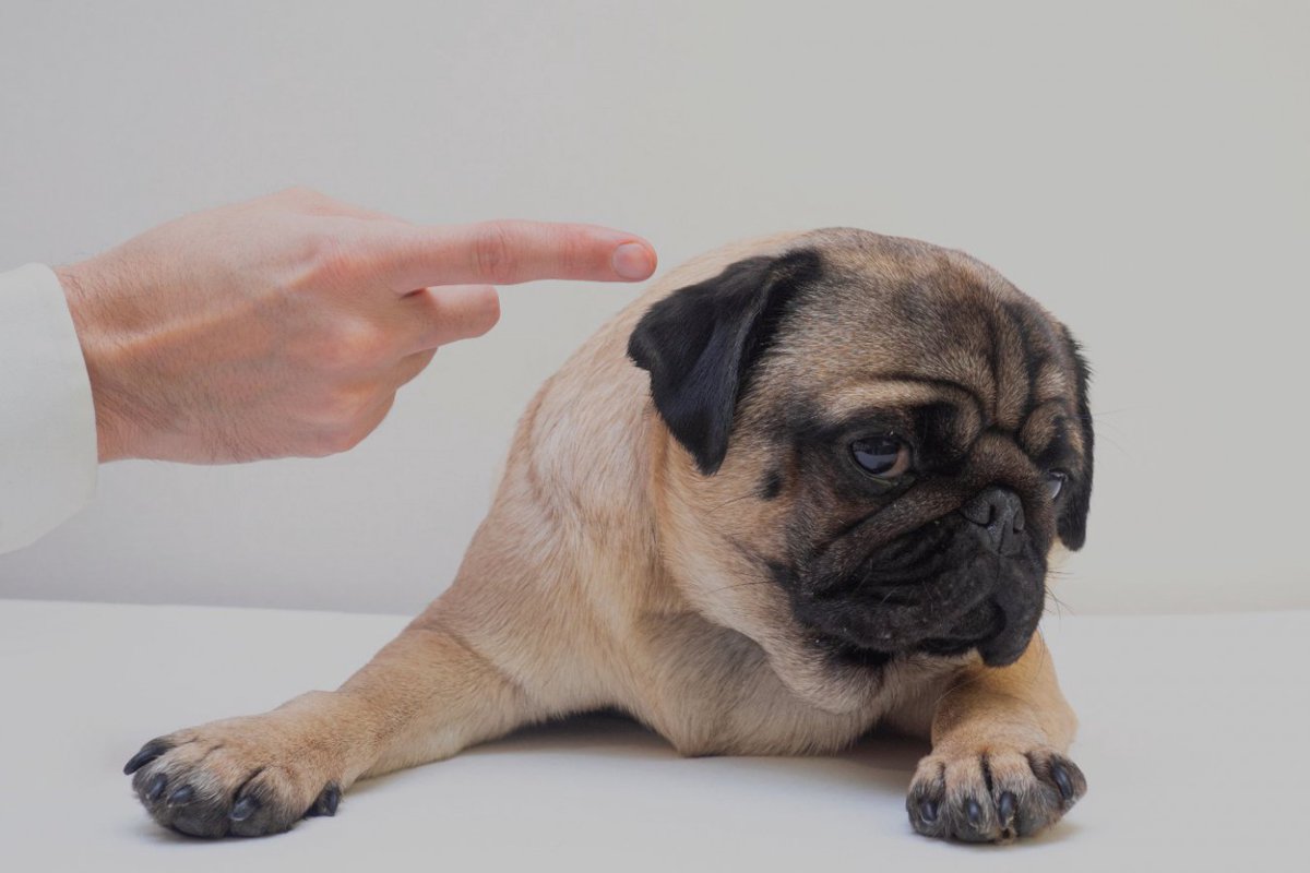 現代では考えられない『犬のしつけ方法』3つ　常に進化している考え方を学んで最適な方法を見つけよう