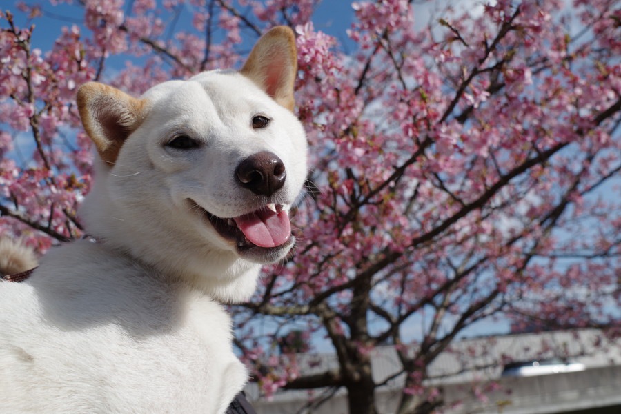 犬が関わる俳句9選