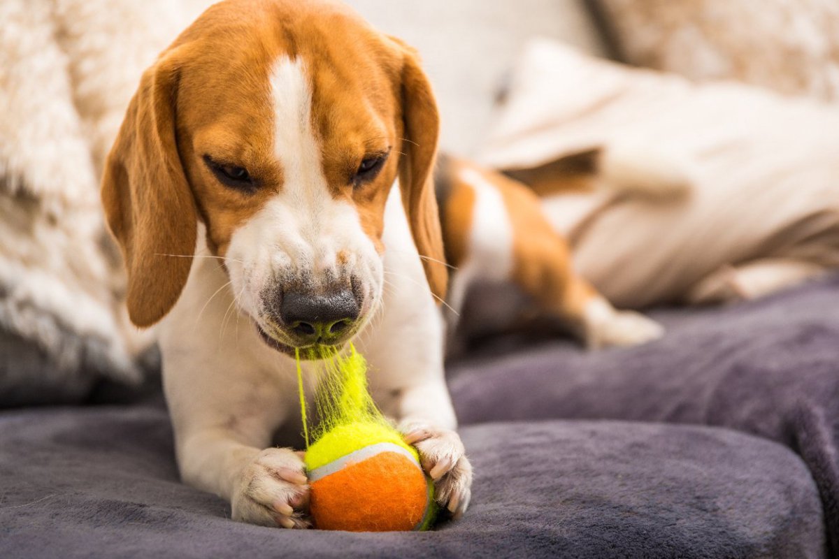 犬がおもちゃを破壊してしまう３つの理由と対策　「うちの子に合うものを探さなきゃ」「イメージに囚われすぎてたかも」