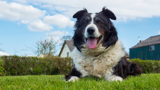 シニア犬だからとあきらめてはダメ！老いたって新しいことを学べるのです【研究紹介】