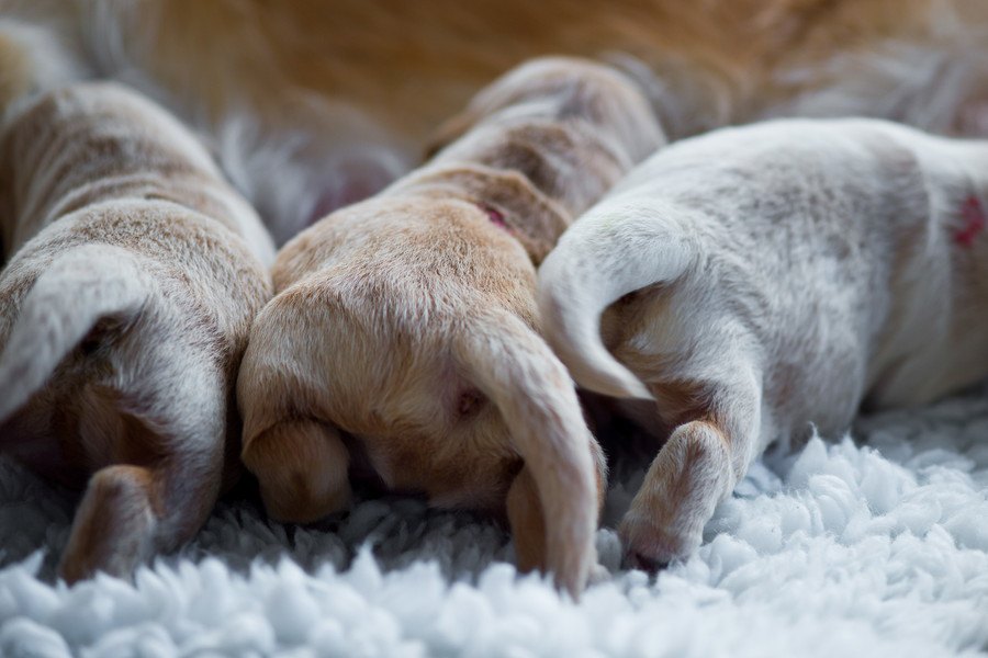 なんでなの？犬が飼い主にお尻を当ててくる心理３つ