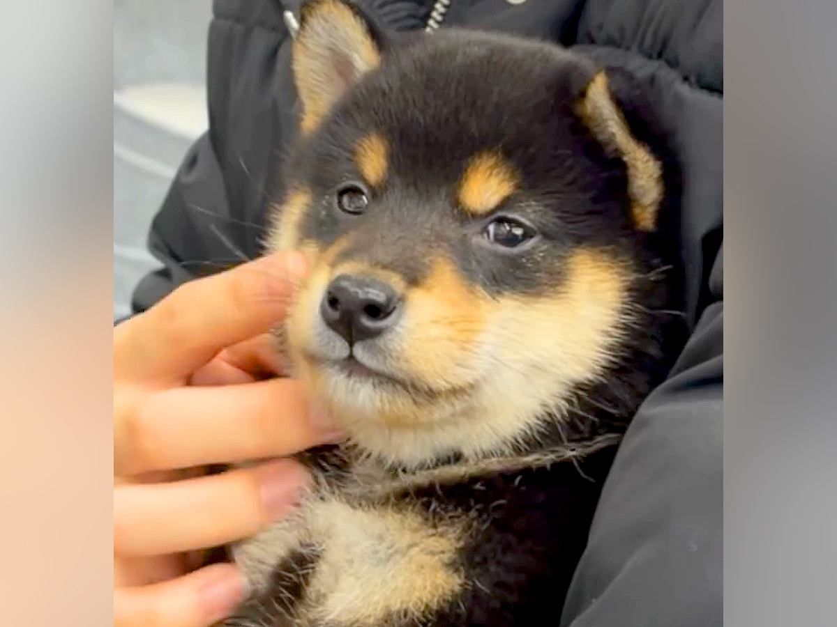 『豆柴です』と言われて飼った小さな犬が、2年後…思っていたのと違いすぎる『衝撃のビフォーアフター』が51万再生「13キロは草」「笑った」