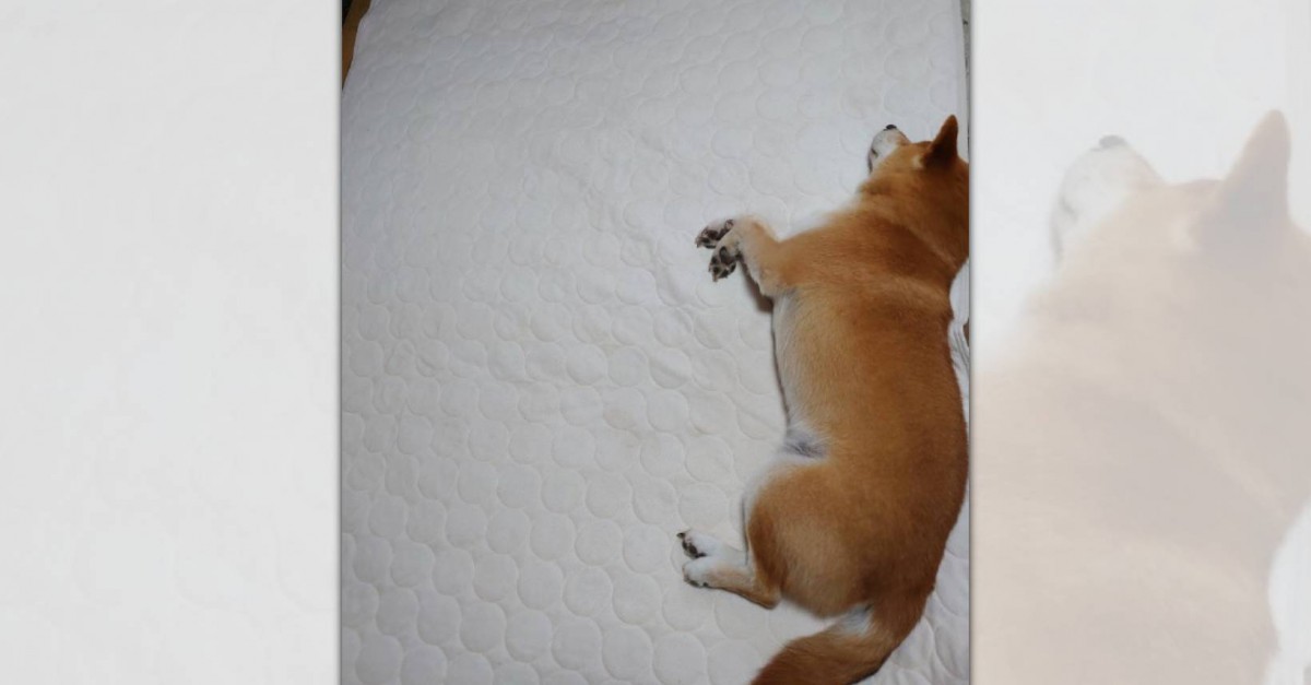 めちゃくちゃ遠慮してお布団の端で寝る柴犬さんが愛らしすぎる！