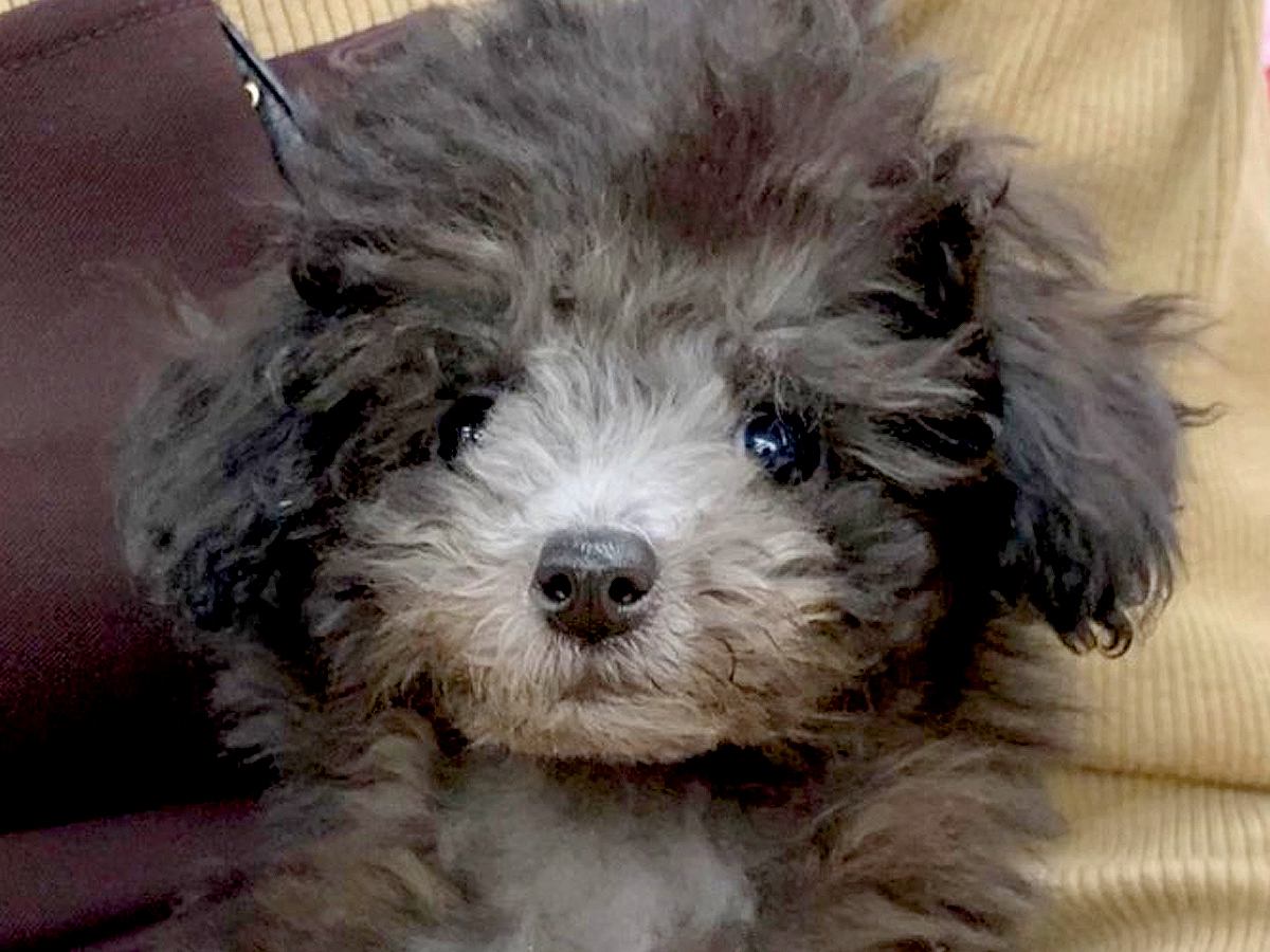 『真っ黒な子犬を飼った』と思っていたら…もはや別の犬レベルな『成長後の激変ぶり』が22万再生「昔も今もめちゃんこ可愛い」「男前」と反響