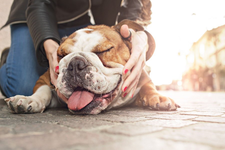 犬はどんな感情を持っているの？