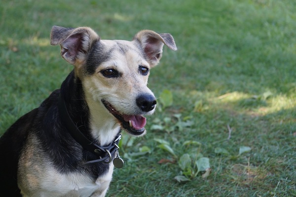 犬がノミやダニに刺されたときの対処法