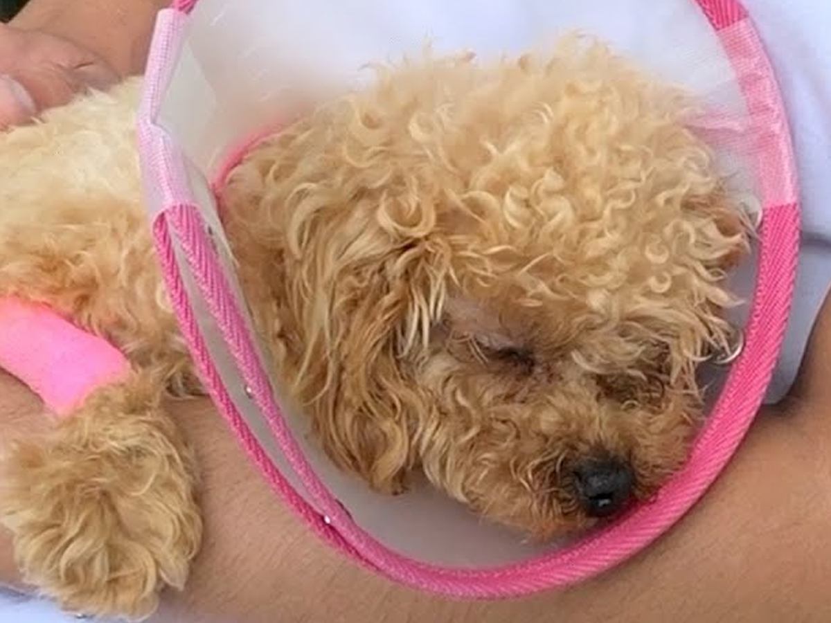 犬を病院で診てもらったら手術になり…胸が痛む『リアルな闘病の記録』が泣けてくると50万再生「気づいたら涙出てた」「頑張ってる姿に感動」