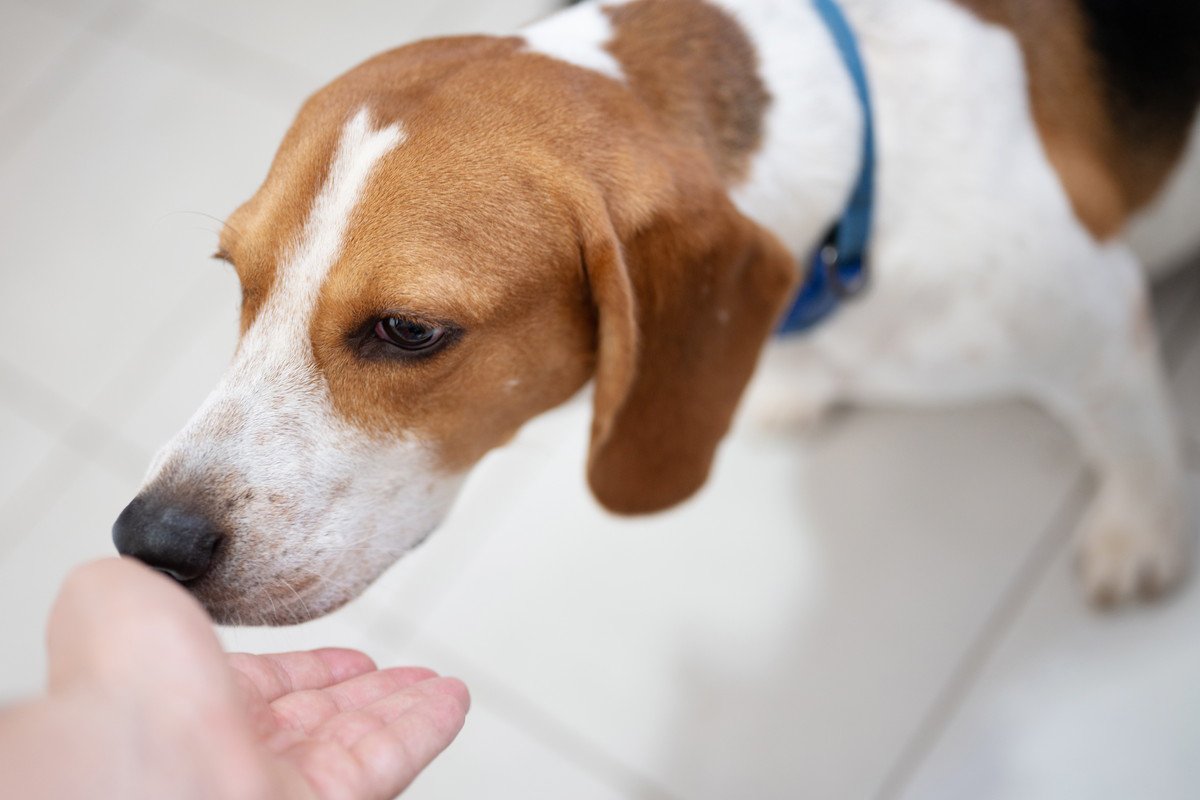 犬が初めて会う人の『ニオイ』を嗅ぐ理由4つ　入念にチェックする目的から安心させる対応方法まで