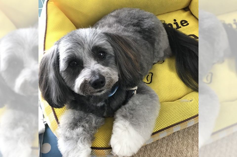 【獣医師監修】パピプー（パピヨン×トイプードル）ってどんなミックス犬？特徴や性格から飼い方・価格相場まで解説