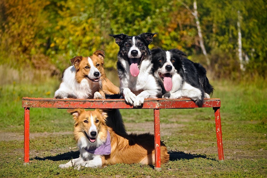 犬が理解しやすい「名前」とは？