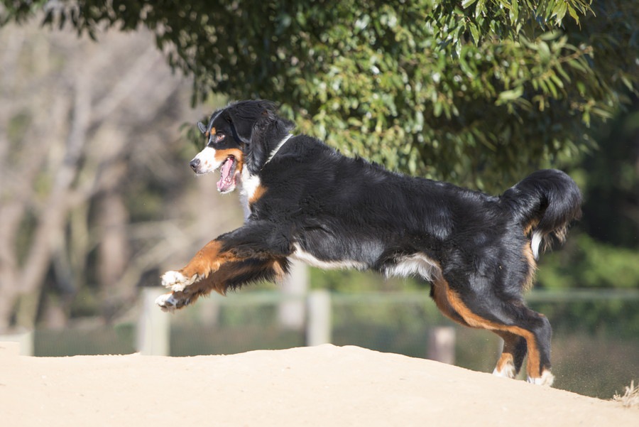 犬がクネクネ歩く「モンローウォーク」にご注意を！