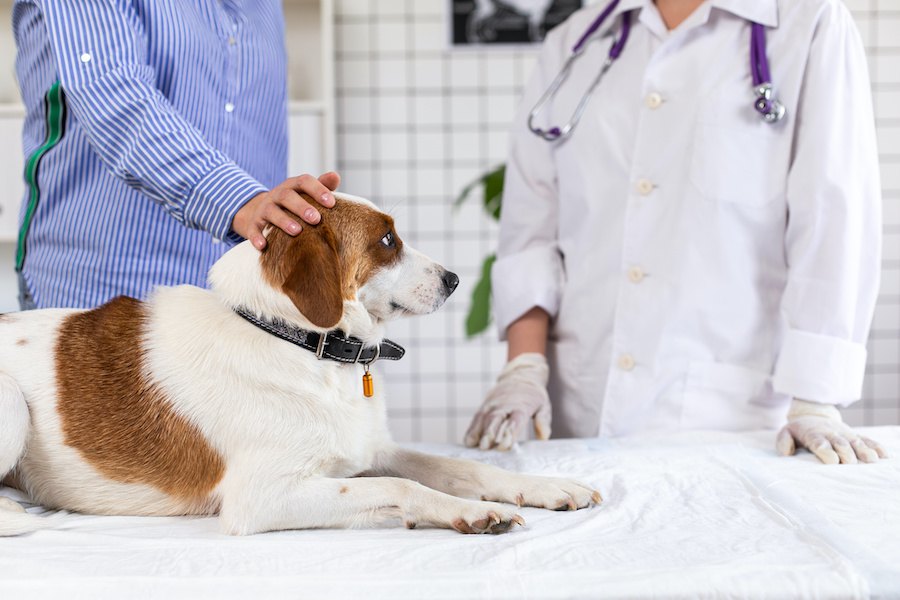 獣医師を困らせてしまう犬の飼い主の特徴３つ！あなたは大丈夫？