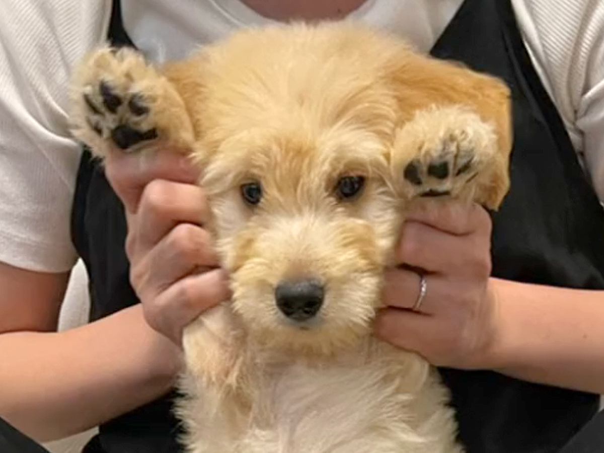 『こんなにも小さくて愛おしい赤ちゃん犬が…』たったの半年で信じられないほど成長した『ビフォーアフター』が13万再生「ビックリ」「可愛い」