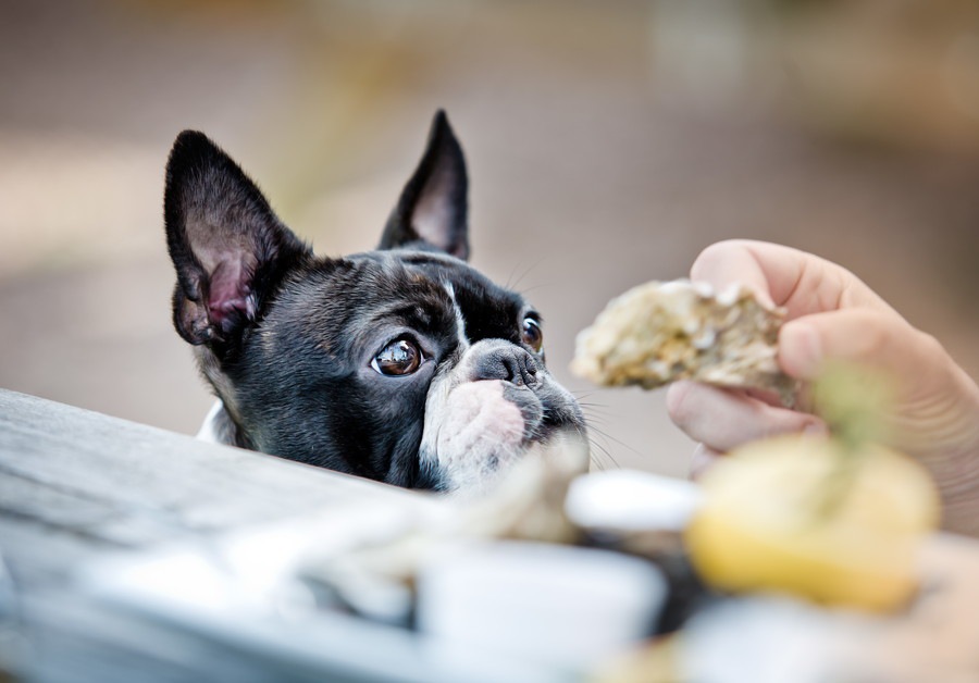 犬に人間の食べ残しを与えてはいけない理由