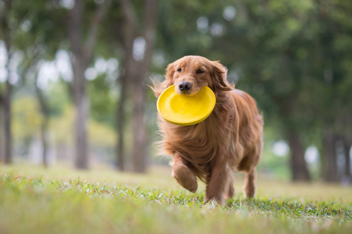 世界の犬『面白いギネス記録』10選　スーパードッグたちの驚きな特徴にご注目