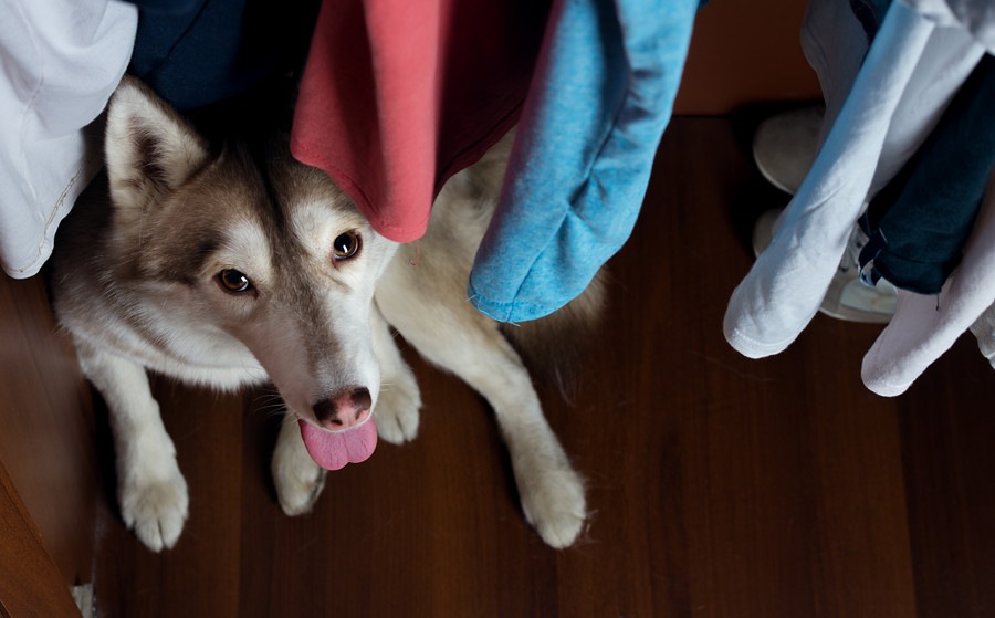 犬はどんな音が不快なの？梅雨から夏に発生する騒音と５つの対策