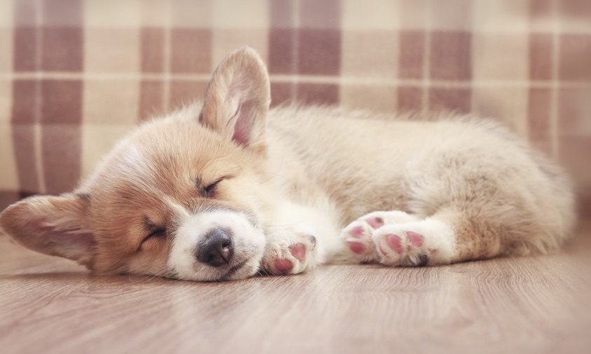 犬の睡眠についての研究から判ること、今後の課題とは