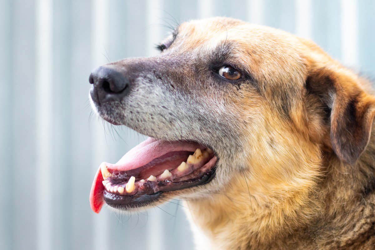 犬の『呼吸がおかしい』考えられる病気6選　危険な状態かどうかを判断する方法とは？