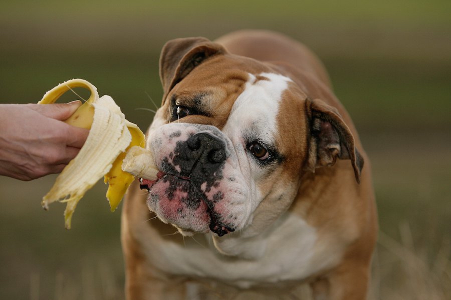 手軽で栄養豊富！バナナが犬にもたらす効果について