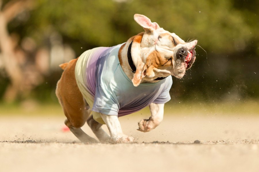 犬が身震いをする時の心理５つ