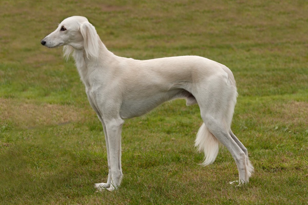 【獣医師監修】サルーキってどんな犬種？特徴と性格や飼い方・価格相場まで解説