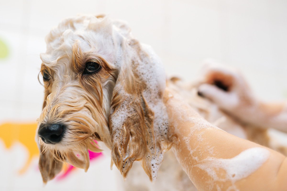 犬にとって苦痛な『お手入れ』３選　苦手を克服させるコツや適切な方法まで