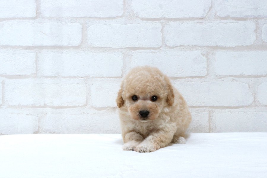 犬を小さく育てたい　栄養失調と発育不全について