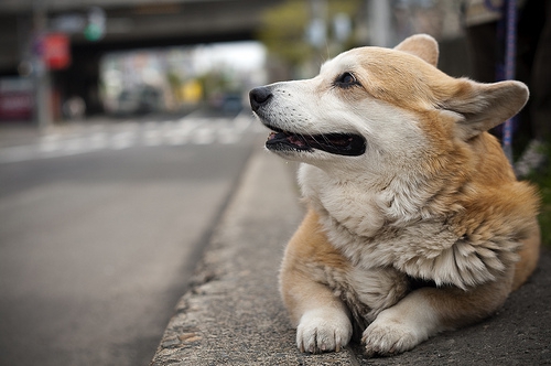 犬と泊まれる宿おすすめ4選！必要な準備や注意点は？