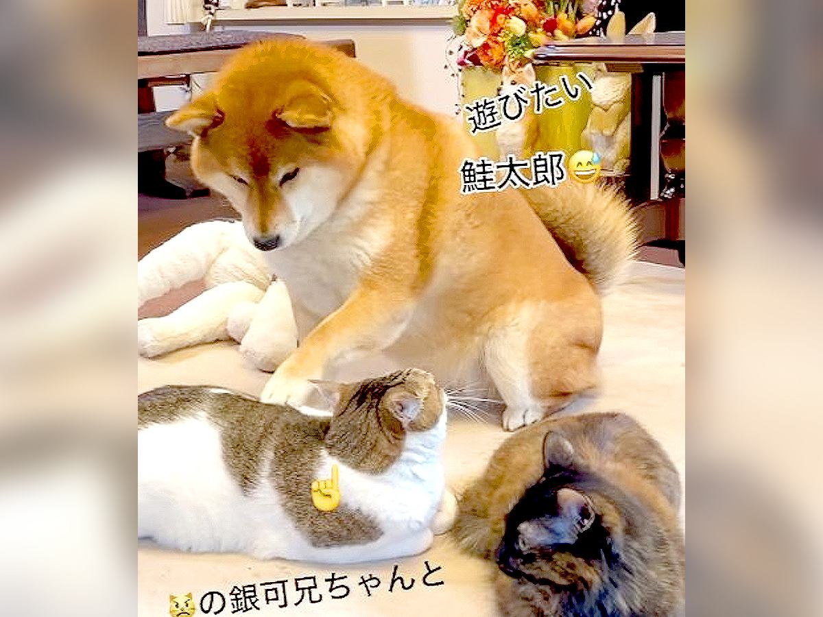 柴犬が猫に『遊んで欲しい』とお願いする時の行動…可愛すぎる誘い方が124万再生「末っ子感がたまらん」「ちょんちょんやばいｗ」