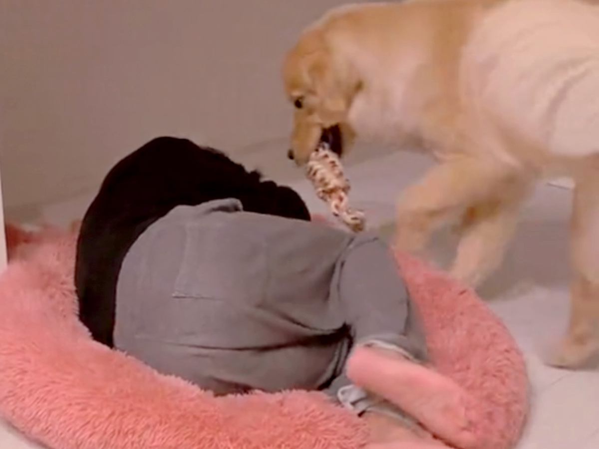 大型犬が大好きな『お気に入りのクッション』に乗ったらどうするか検証→まさかの『パパとママでの態度の違い』が283万再生「可愛すぎｗ」