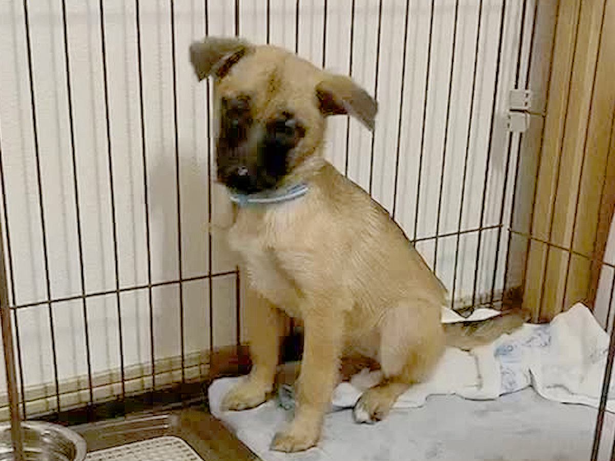 ひどく怯えていた野犬をお迎え→愛情を注ぎ続けた結果…想像もできなかった『現在の光景』に「赤ちゃんになってる」「中身人間でしょｗ」と1万再生
