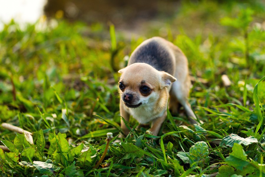 怖がっている犬にしてはいけないNG行為４つ