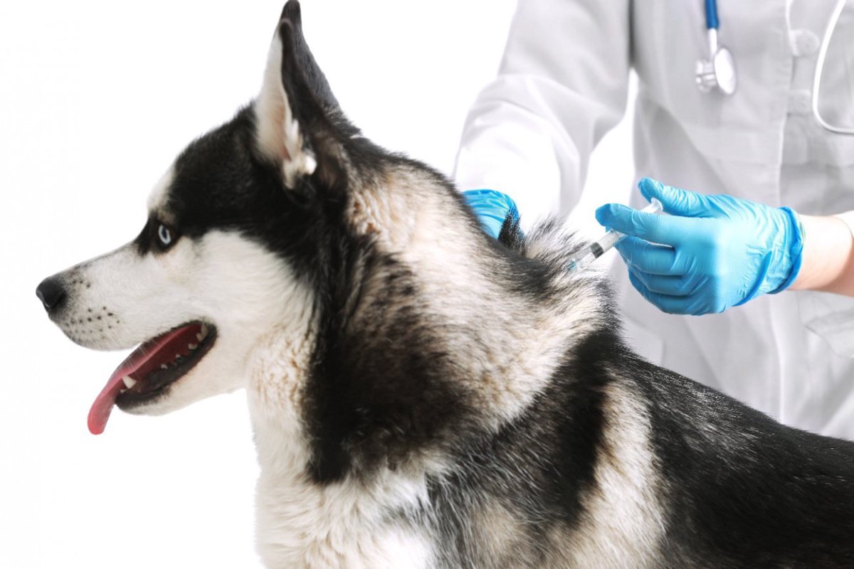米国で愛犬へのワクチン接種をためらう人が増えているという調査結果