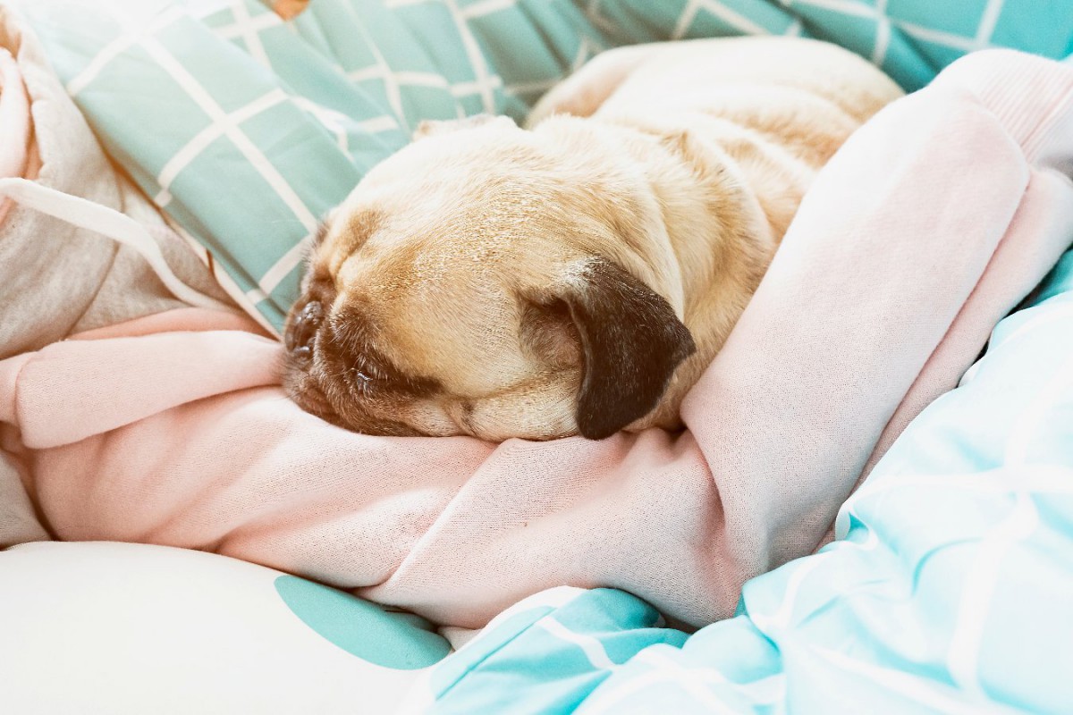 可愛すぎる♡犬が飼い主の腕枕で寝る「5つの心理」