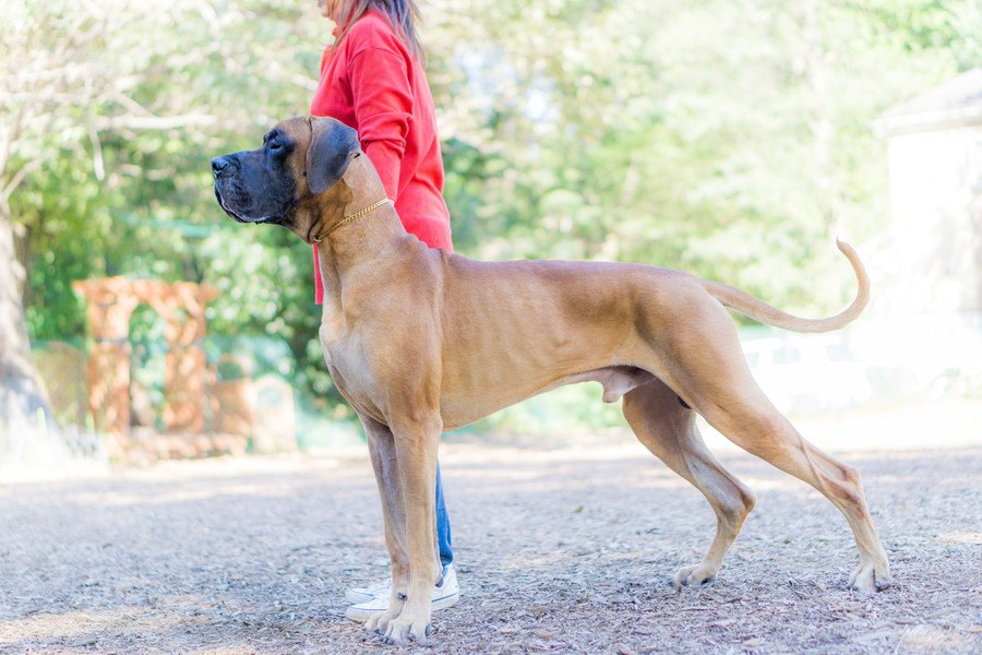 日本では飼うことがむずかしい犬種３選