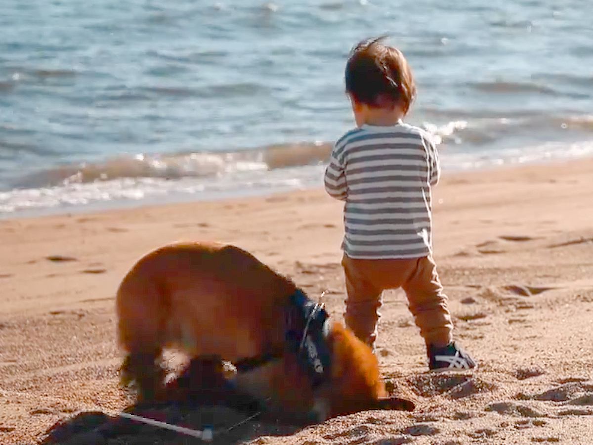 小さな男の子と犬が『海辺をお散歩した』結果…まさかの『飼い主を困惑させる光景』が61万表示「風呂確定で草」「え？シャンプー後…？ｗ」